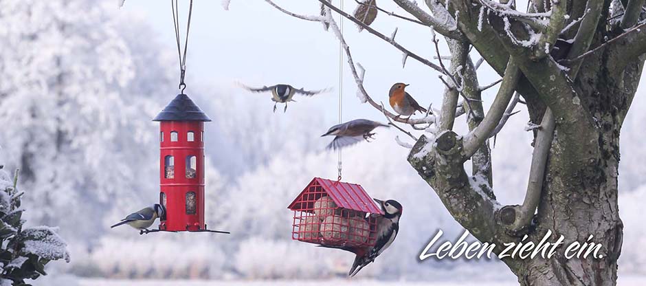 Vogelfutterspender kaufen