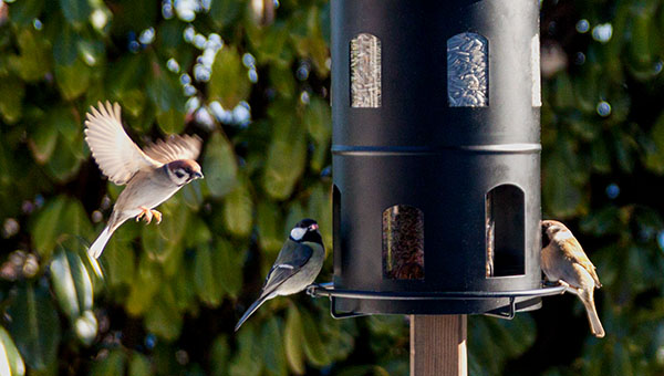 Vogelfutterhäuser auf Ständer