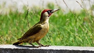 Den richtigen Nistkasten kaufen - Vogel- und ...