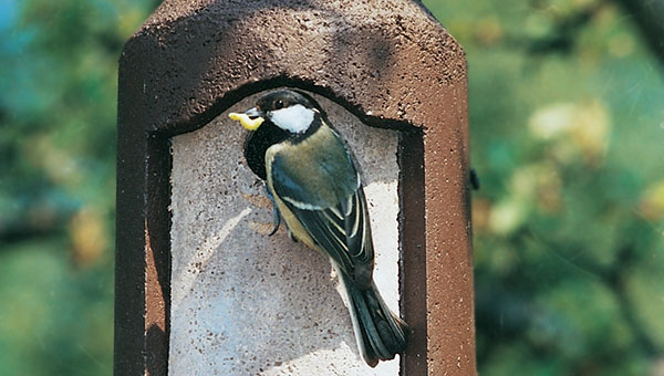 Vogelschutz