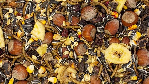 Eichhörnchen-Futter