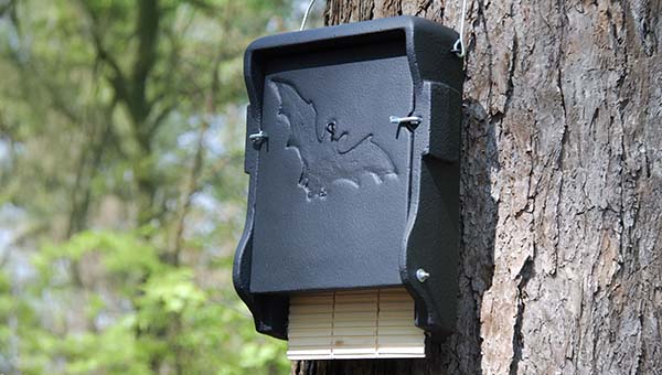 Fledermaus Sommerquartier