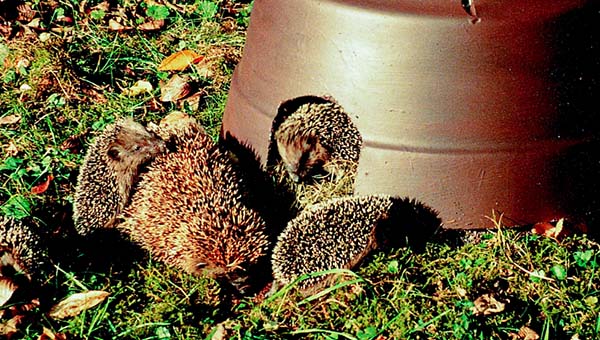 Igel-, Haselmaus- und Siebenschläferschutz