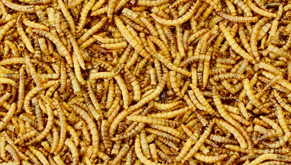 getrocknete Insekten