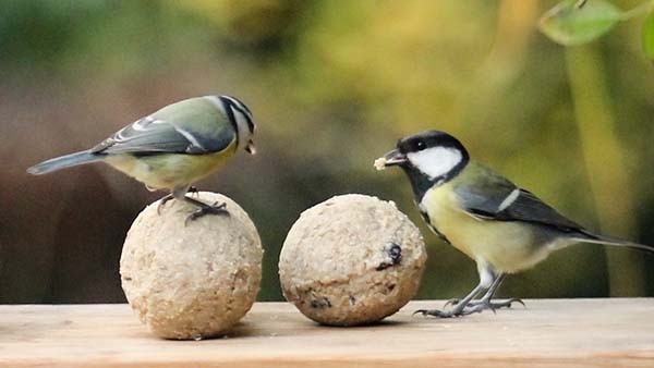 Meisenknödel ohne Netz