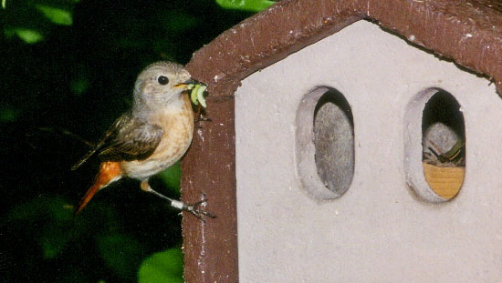 Nistkasten nach Gartenvogel