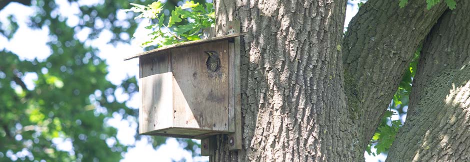 Nistkasten kaufen für den Vogelschutz und die natürliche Schädlingsbekämpfung.