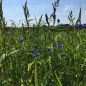 Preview: DIE INNOVATION 1.000 qm Wildvogel Futterwiese Saatmischung