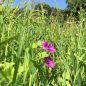 Preview: DIE INNOVATION 200 qm Wildvogel Futterwiese Saatmischung