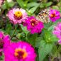 Preview: OwnGrown Schmetterlingstreff Blumenwiese Saatgut
