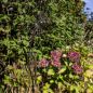 Preview: Regenmesser Blume schwarz