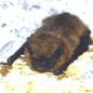 Preview: Schwegler Fledermaus-Fassadenquartier/Sommer 1FQ