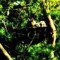 Preview: Schwegler Nistkorb 40 cm für Turm-, Baum- und Wanderfalke, Waldohreule