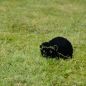 Preview: Silhouette Igel