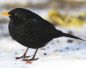 Preview: Vogelpfeife Amsel Holz Vogellockpfeife