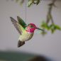 Preview: Annakolibri Holzvogel von Wildlife Garden fliegend