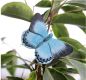 Preview: Faulbaum-Bläuling handgeschnitzter Schmetterling mit Magnet