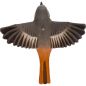 Preview: Gartenrotschwanz fliegender Holzvogel von oben