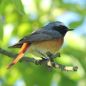 Preview: Vogelpfeife Gartenrotschwanz Vogellockpfeife
