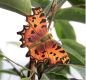 Preview: C-Falter handgeschnitzter Schmetterling mit Magnet