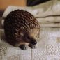 Preview: Igel handgeschnitzt