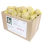 Preview: 50 Meisenknödel mit Beeren und Insekten MIT NETZ
