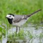 Preview: Vogelpfeife Schafstelze und Bachstelze Vogellockpfeife