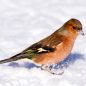 Preview: Vogelpfeife Buchfink Vogellockpfeife