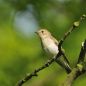 Preview: Vogelpfeife Gartengrasmücke Vogellockpfeife