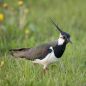 Preview: Vogelpfeife Kiebitz Vogellockpfeife