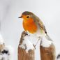 Preview: Vogelpfeife Rotkehlchen Vogellockpfeife