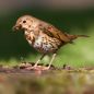 Preview: Vogelpfeife Singdrossel Holz Vogellockpfeife