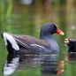 Preview: Vogelpfeife Teichhuhn Holz-/Gummiausführung Vogellockpfeife
