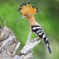 Preview: Vogelpfeife Wiedehopf Vogellockpfeife