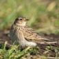 Preview: Vogelpfeife Feldlerche Vogellockpfeife