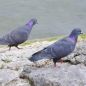 Preview: Vogelpfeife Felsentaube Vogellockpfeife