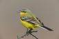 Preview: Vogelpfeife Schafstelze und Bachstelze Vogellockpfeife