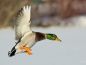 Preview: Vogelpfeife Stockente Vogellockpfeife