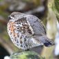 Preview: Vogelpfeife Haselhuhn Vogellockpfeife