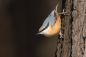 Preview: Vogelpfeife Kleiber Vogellockpfeife