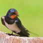Preview: Vogelpfeife Rauchschwalbe Vogellockpfeife