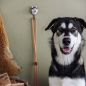 Preview: Wildlife Garden Haken Seberian Husky