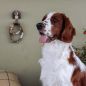 Preview: Wildlife Garden Haken Springer Spaniel