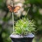 Preview: C-Falter handgeschnitzter Schmetterling mit Magnet