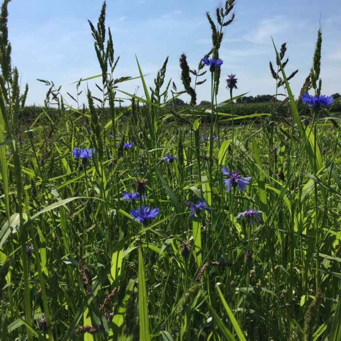 DIE INNOVATION 1.000 qm Wildvogel Futterwiese Saatmischung