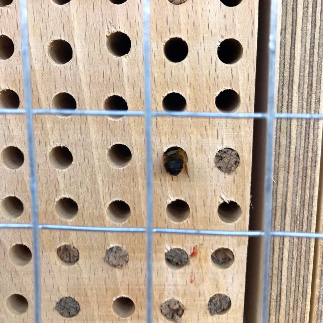Insektenhotel groß für Wildbienen mit 6 Kammern