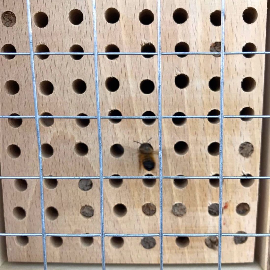 Insektenhotel groß für Wildbienen mit 6 Kammern