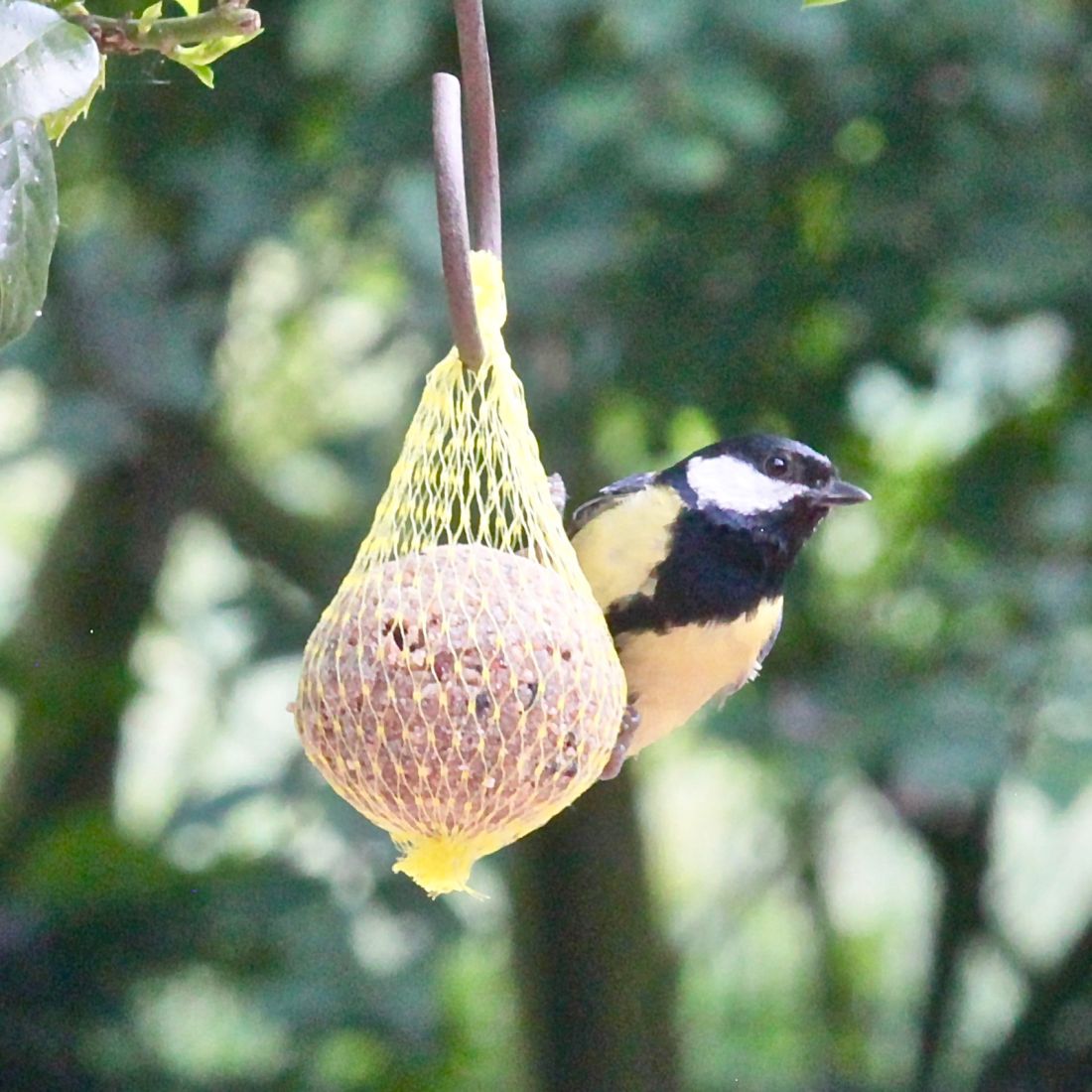 25 Meisenknödel mit Beeren und Insekten MIT NETZ