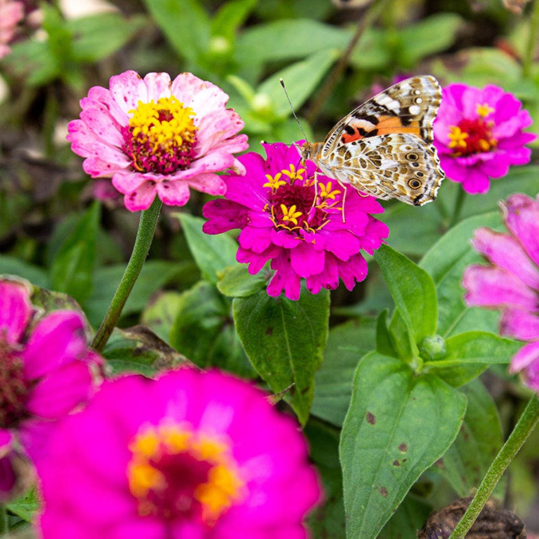 OwnGrown Schmetterlingstreff Blumenwiese Saatgut