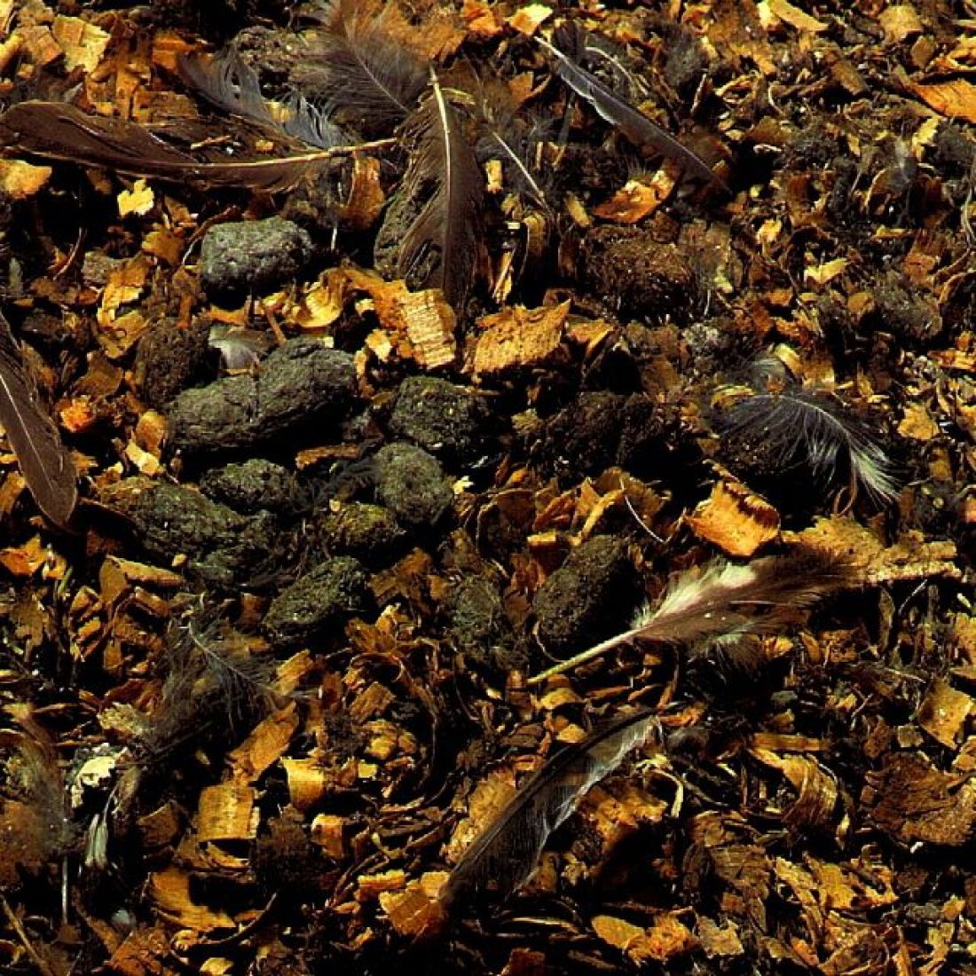 Schwegler Steinkauzröhre Typ Nr. 21 mit Marderschutz und Drainage